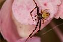 Misumena_vatia_D8280_Z_88_Les Gris_Frankrijk